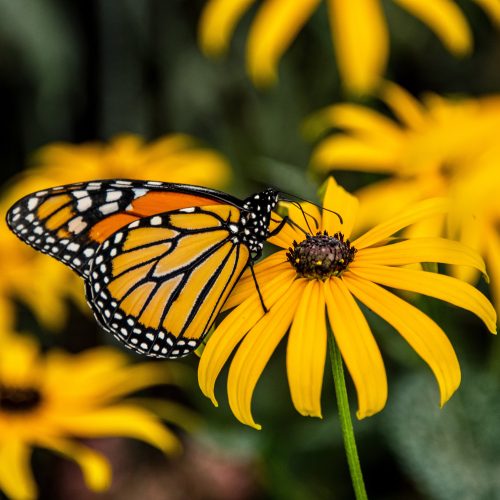 blackeyedsusan
